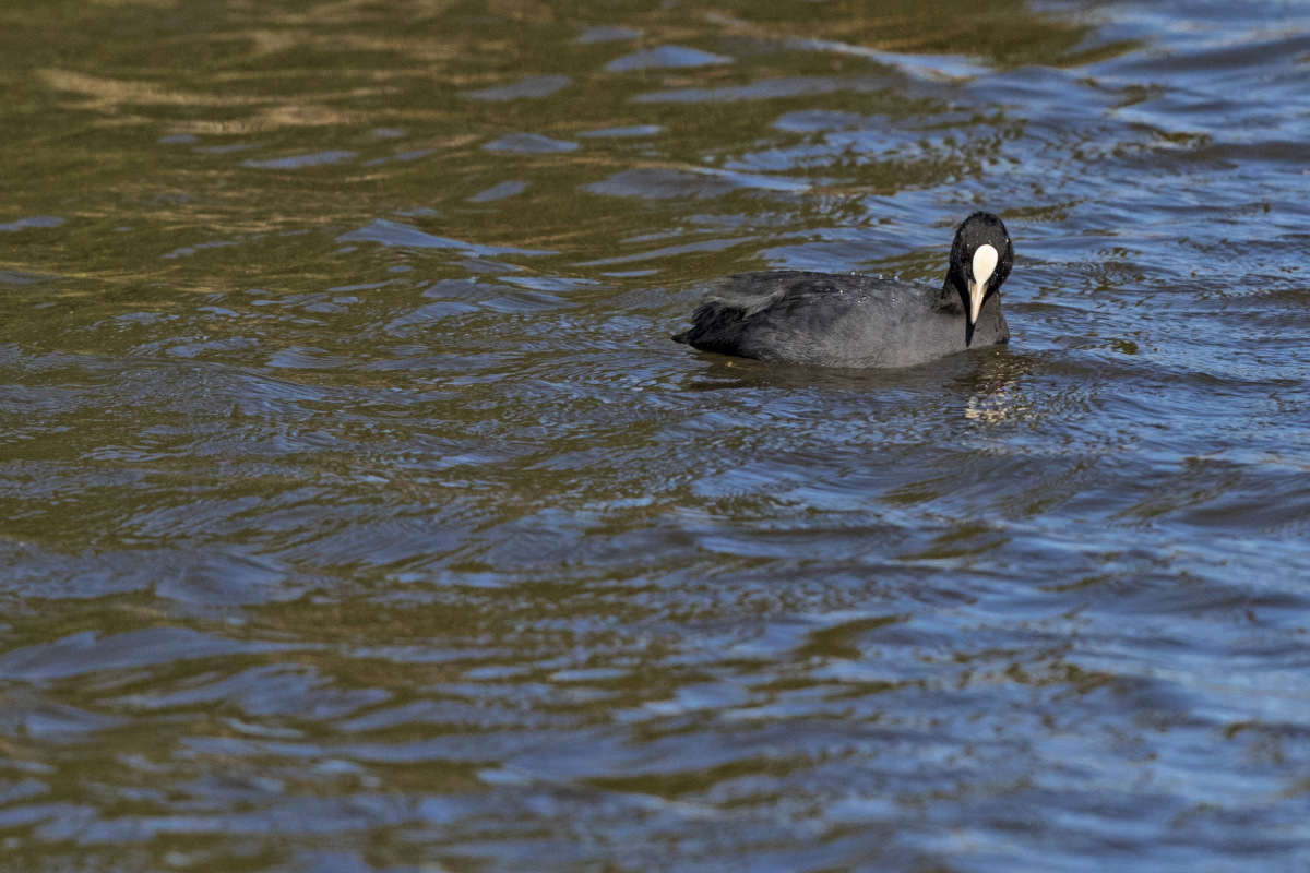 Ein Blässhuhn schwimmt in einem See