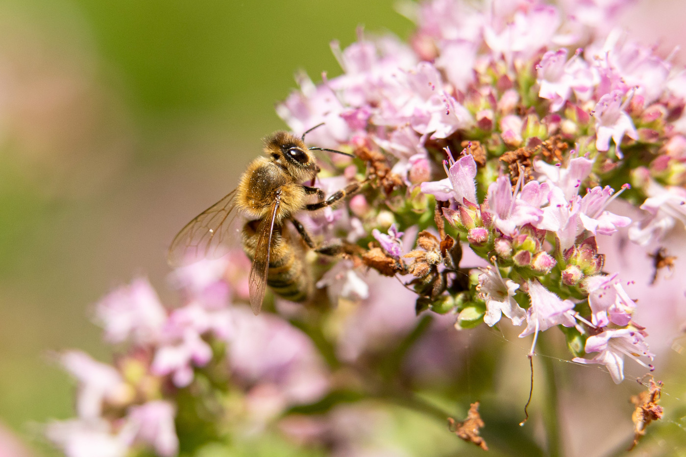 Eine Biene sitzt auf den Blüten einer Pflanze